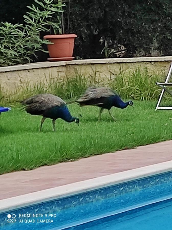 Villa Koulouridi Daratsos Dış mekan fotoğraf